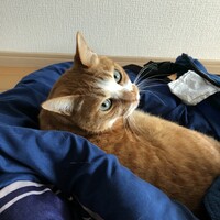 もん