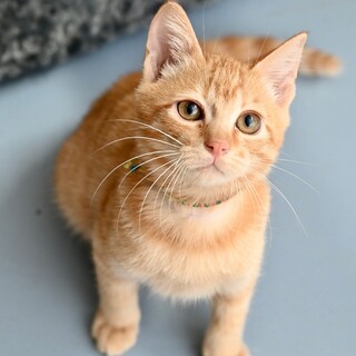 可愛い茶とらのレンタくん！