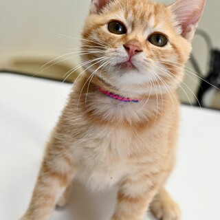 可愛い茶とらのオスカーくん！