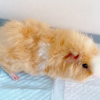 テディモルモット2匹