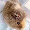 テディモルモット2匹 サムネイル4