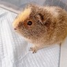 テディモルモット2匹 サムネイル3