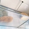 テディモルモット2匹 サムネイル6