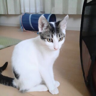 可愛い甘えん坊の女の子。手術、ワクチン済です