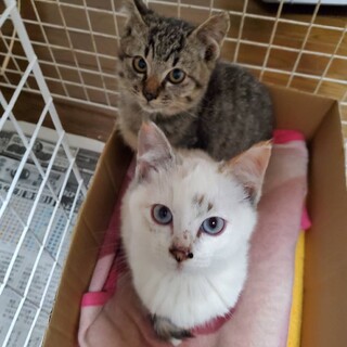 子猫の里親募集中です！