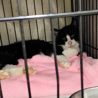 トライアル中12月14日期限あり　ハチワレゾロ