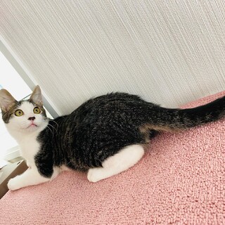 心のケアが必要な、はかせくんm(_ _)m