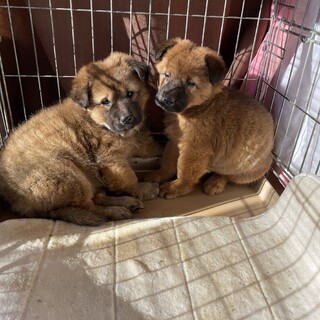 保護犬を迎えませんか？♀