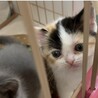 【里親決定】ミヌエット✖️スコMIX4ヶ月子猫 サムネイル4