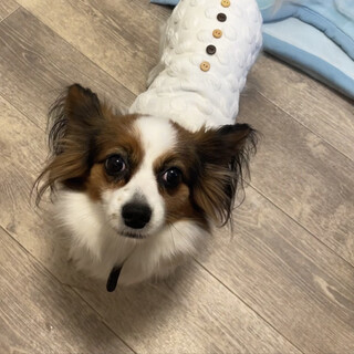 元気いっぱい！人が大好きなワサビちゃん！