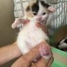 【里親決定】ミヌエット✖️スコMIX4ヶ月子猫 サムネイル7