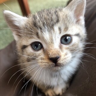 マイペースでおっとりさん　ｵﾆｷﾞﾘ姉妹　おかか