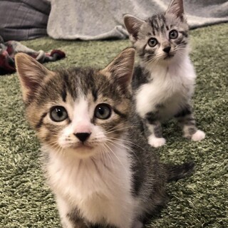 しっかり者で賢い　ｵﾆｷﾞﾘ姉妹　うめ子