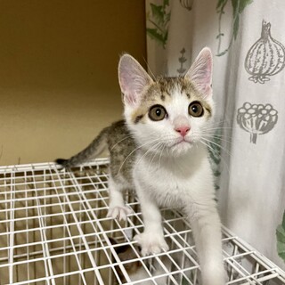 愛護センターレスキュー☆ロイドくん♂3ヶ月♬