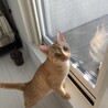 うちに来た翌日新しい光景ばかりでおめめがまん丸