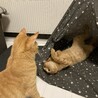 夢中になってすごい体勢
