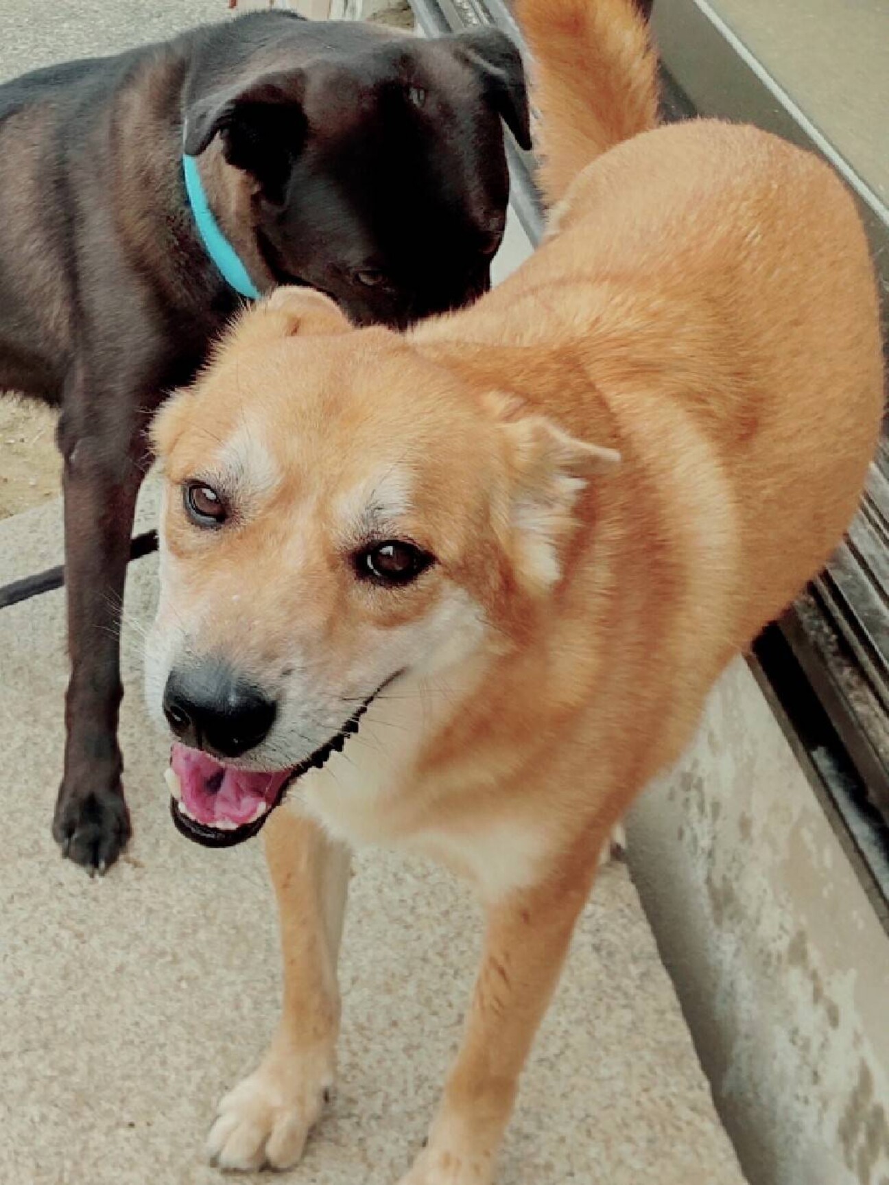 性格抜群 人も犬も猫も大 大阪府 犬の里親募集 ペットのおうち 月間利用者150万人 性格抜群 人も犬も猫も大 大阪府 犬の里親募集 ペットのおうち 月間利用者150万人