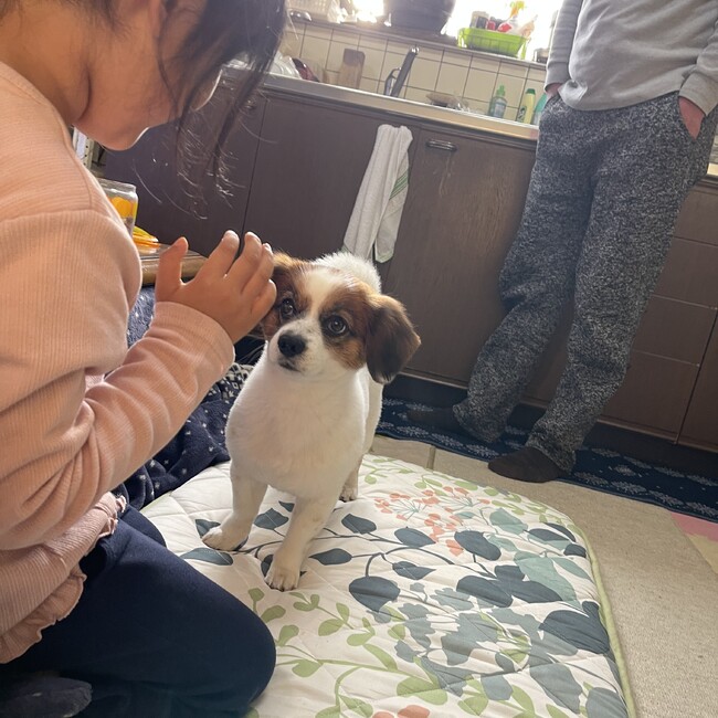 よこいのカバー写真