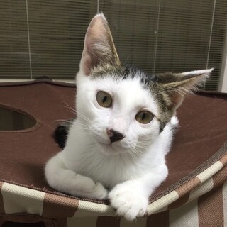 人馴れ抜群★クリクリおめめ★キジ白☆はなちゃん
