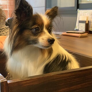 ふわふわ毛並みのごきげんパピヨン