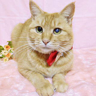 人懐っこくて優しい『ちゃまる』３歳