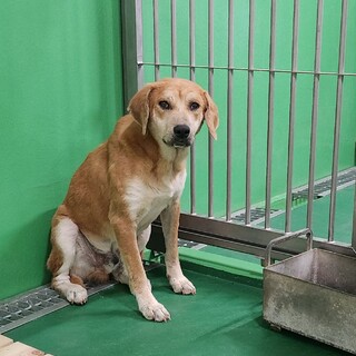 処分対象 おっとり ワンコ