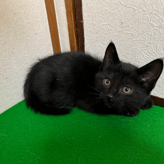 ★元気いっぱい黒猫、リーフくん【No.⑱】