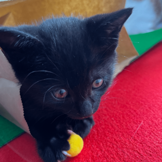 ★元気いっぱい黒猫、ハルくん【No.⑰】