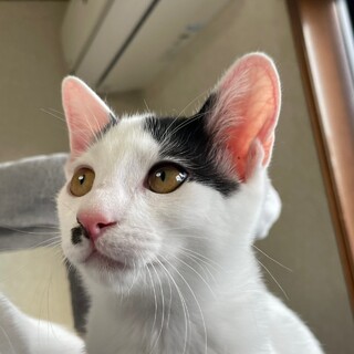 イケメンでないですが4ヶ月の男の子