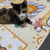 可愛い三毛猫ちゃんです‼︎ サムネイル6