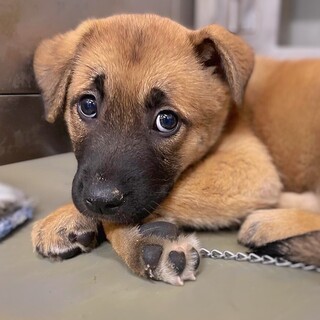 【相談中】かわいい子犬　しもかちゃん　3ヶ月