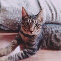 甘えん坊なキジトラまろ君