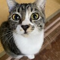 人が大好き！甘えん坊！キジ白チョコちゃん