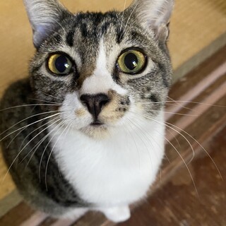 人が大好き！甘えん坊！キジ白チョコちゃん