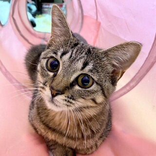 穏やかな女の子♡ぴーなっつ