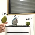 サザナミインコ 2歳。1歳。オキナインコ1歳。