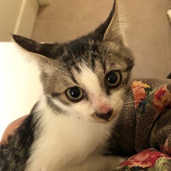 保護犬猫の譲渡会 in せとうちドッグパーク