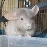チンチラの女の子 　決まりました サムネイル4