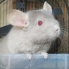 チンチラの女の子 　決まりました サムネイル5