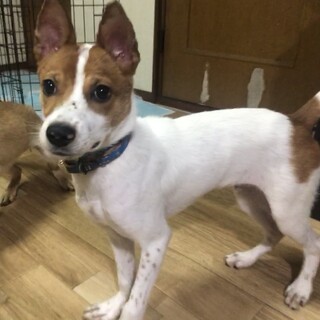 【募集】ルー♂の幸せを探しています！