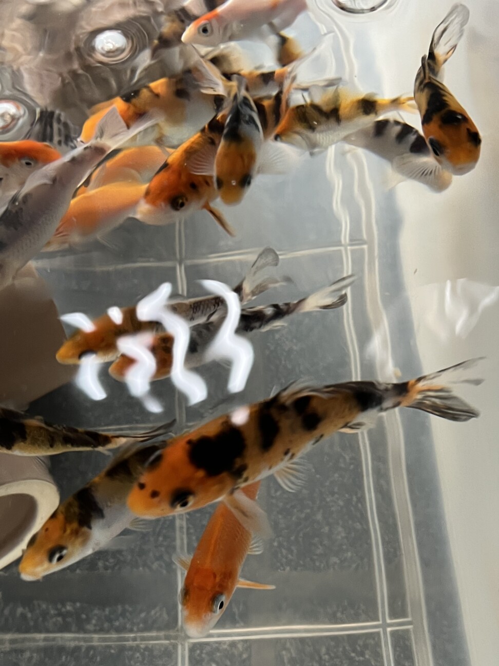 【引き受け先決定】錦鯉が好きな方へ サムネイル2