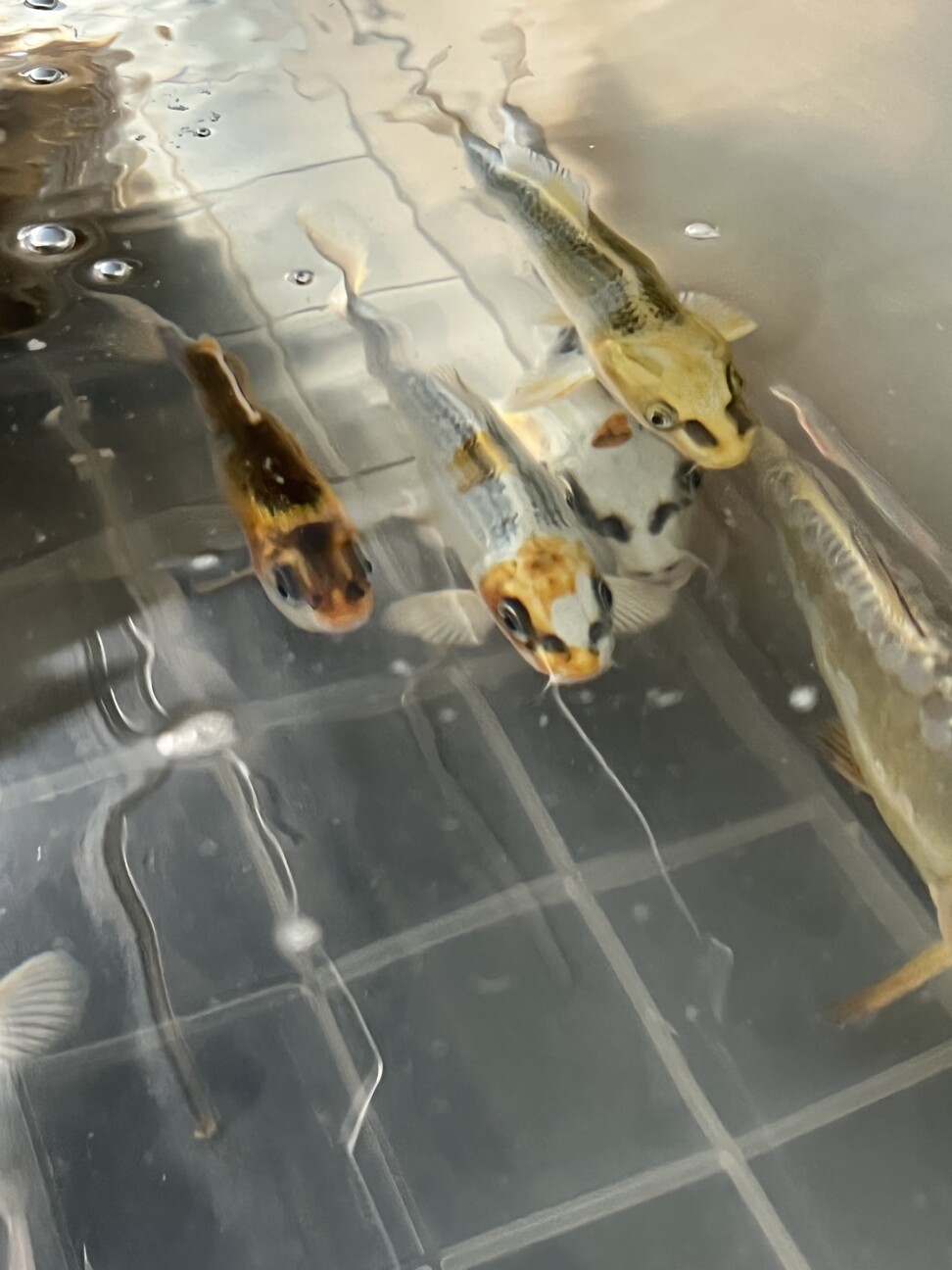 【引き受け先決定】錦鯉が好きな方へ サムネイル3