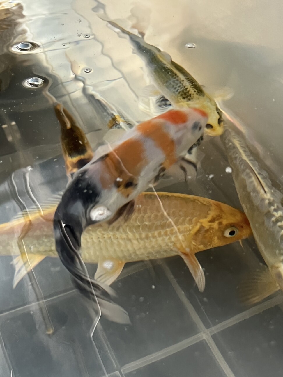 【引き受け先決定】錦鯉が好きな方へ サムネイル4