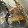 【引き受け先決定】錦鯉が好きな方へ サムネイル4