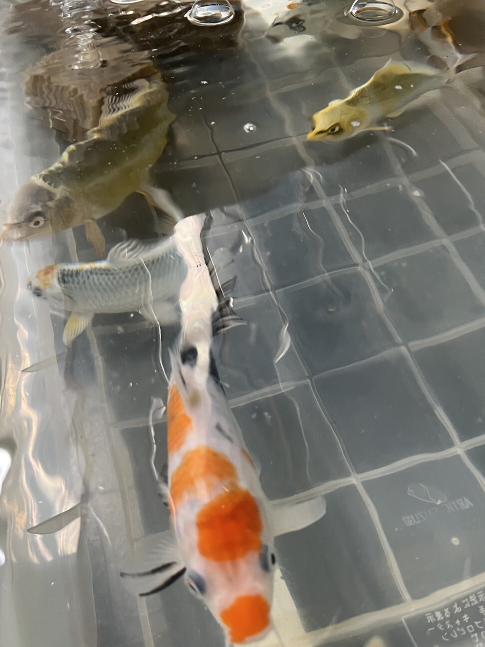【引き受け先決定】錦鯉が好きな方へ サムネイル5