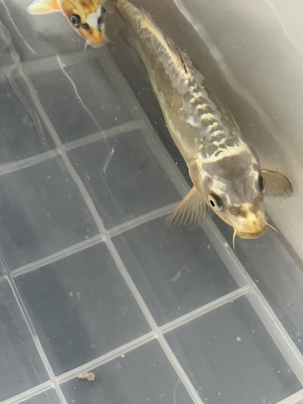 【引き受け先決定】錦鯉が好きな方へ サムネイル6