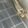 【引き受け先決定】錦鯉が好きな方へ サムネイル6