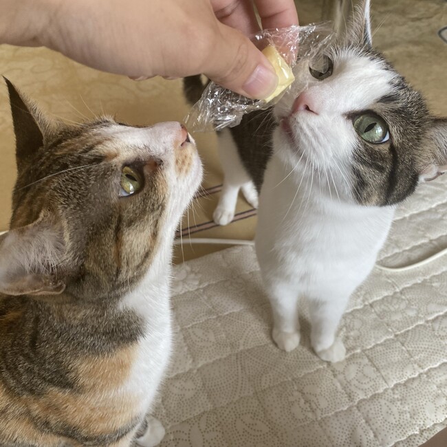 ピュアkkのカバー写真