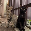 元気いっぱいの姉妹猫