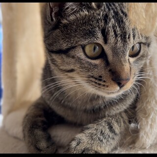 人馴ればっちり！美人なキジトラもみじ